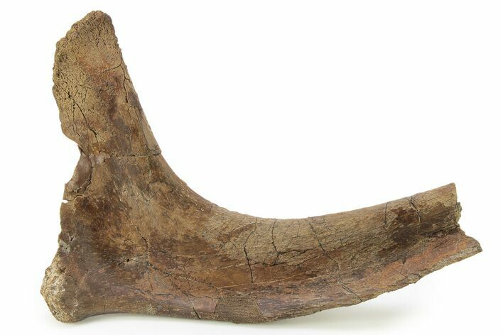 Hadrosaur (Edmontosaurus) Rib Bone - Wyoming #263704